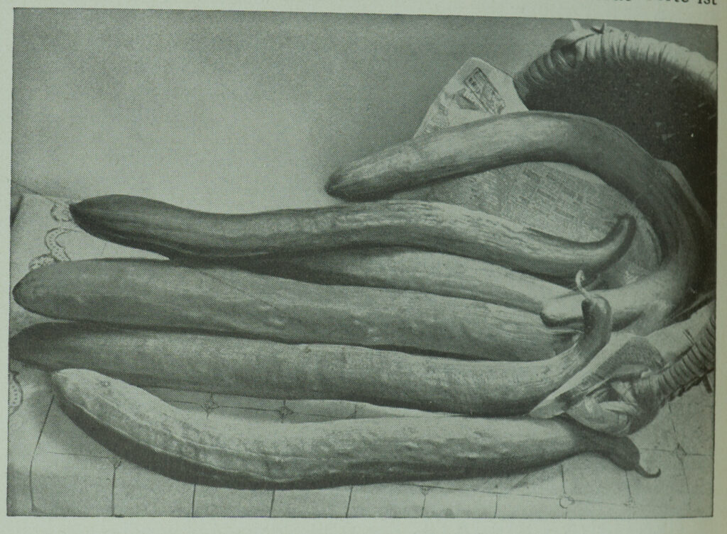 Quelle: Benary, Ernst: 1933-1934 Haupt-Samen-Verzeichniss. von Ernst Benary Samen-Handlung Erfurt 1933-1934.