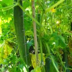 Quelle: Saatgut- und Permakulturgarten Alt-Rosenthal