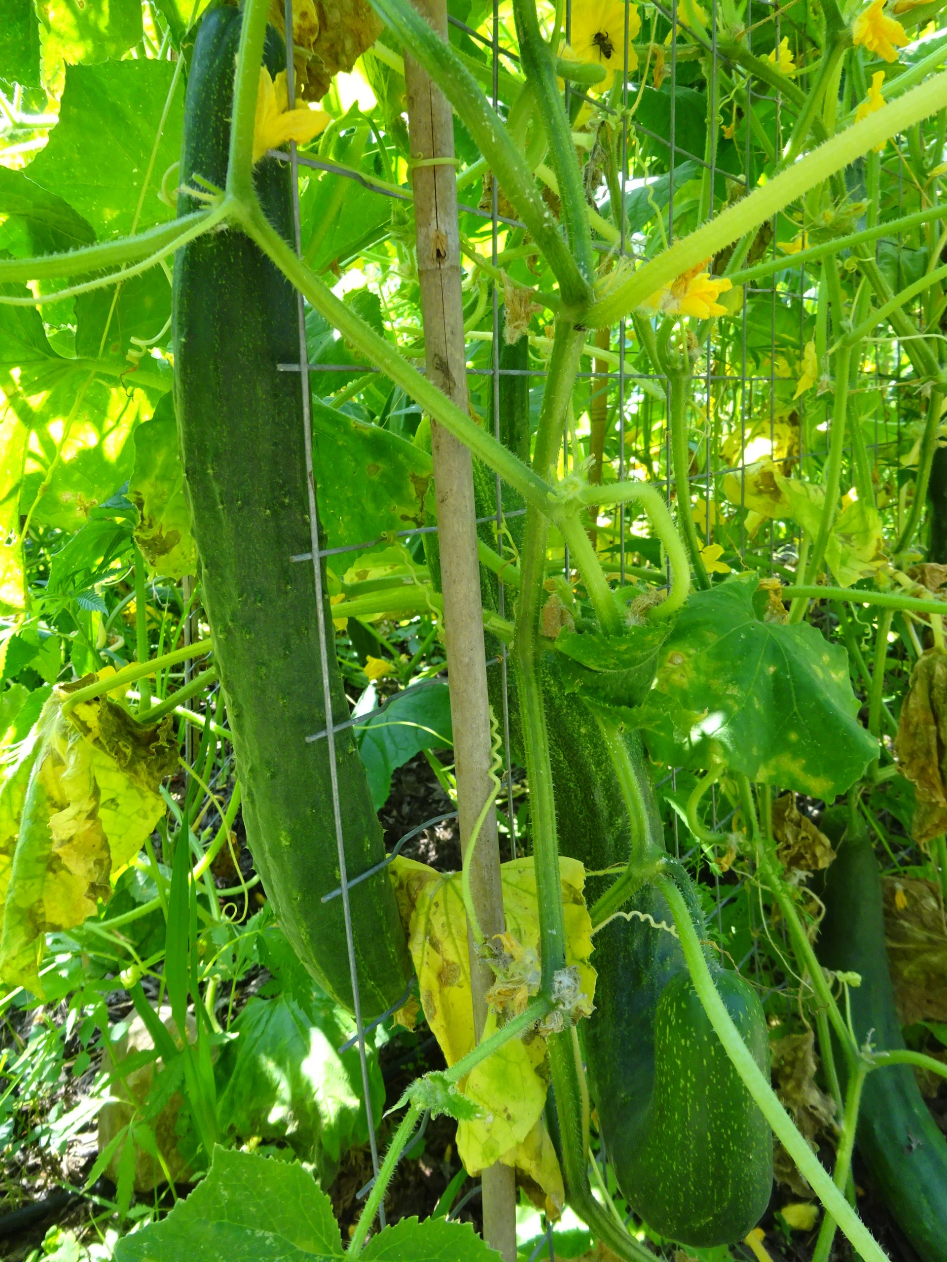 Quelle: Saatgut- und Permakulturgarten Alt-Rosenthal