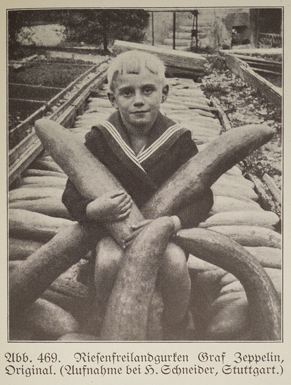 Quelle: Müllers, Lambert; Wehrhahn, Heinz Rudolf (1935): Gemüsebau - Ein Hand- und Lehrbuch für die gärtnerische Praxis