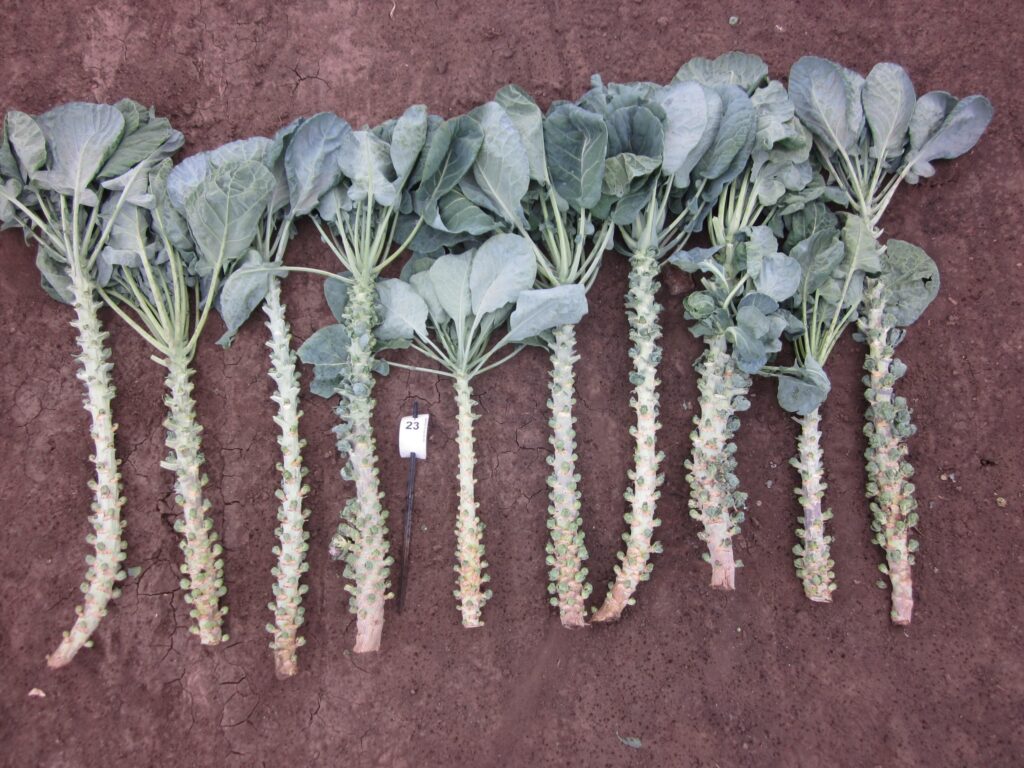 Quelle: Bundessortenamt 2019