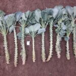 Quelle: Bundessortenamt 2019