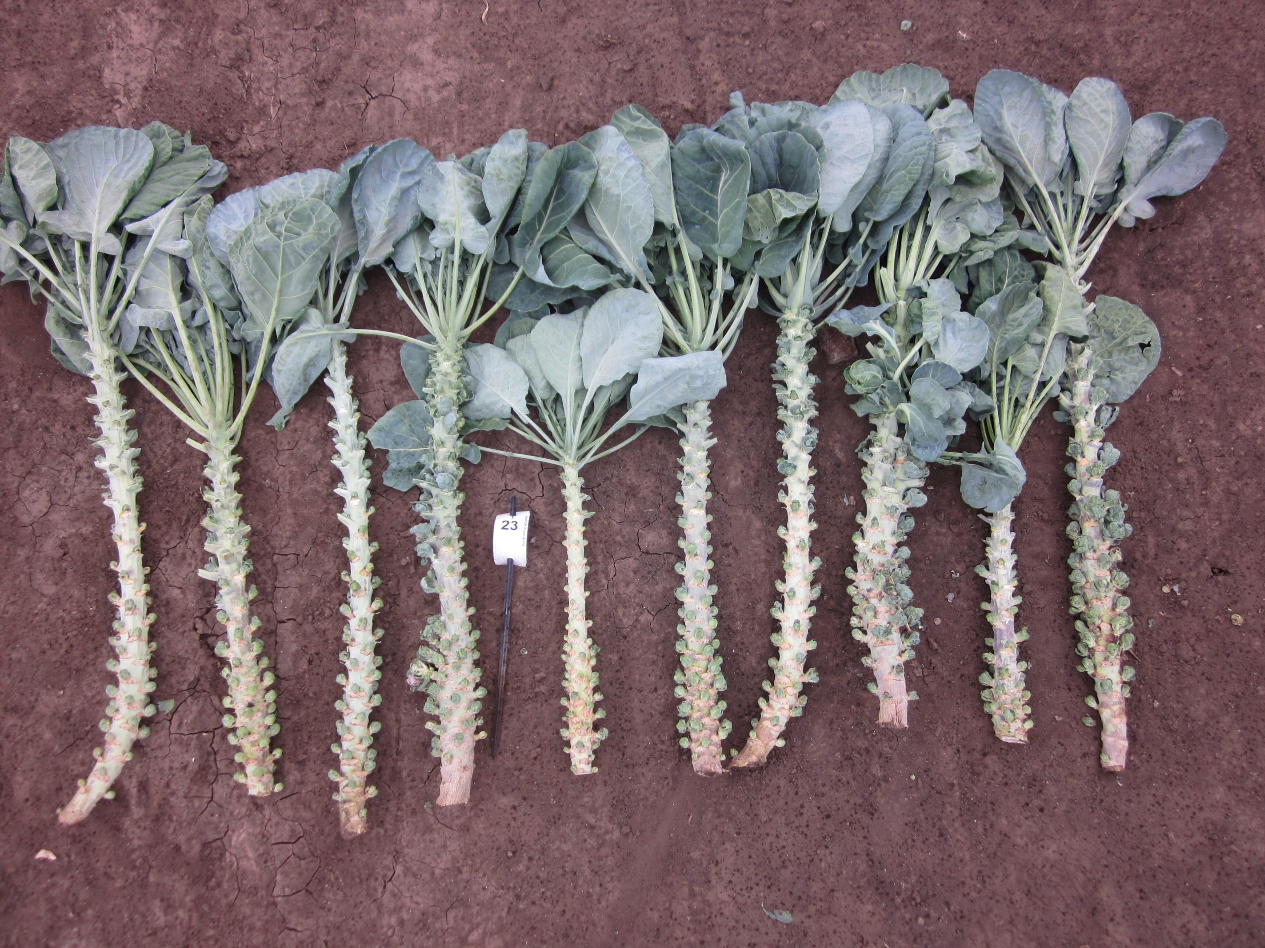 Quelle: Bundessortenamt 2019