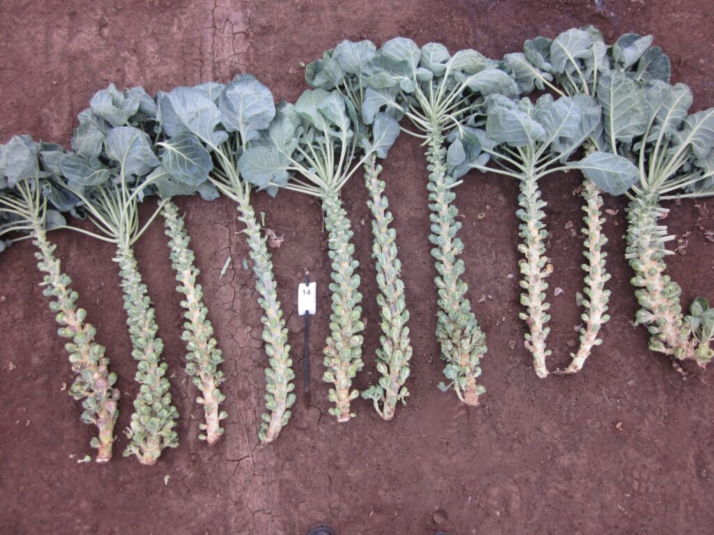 Quelle: Bundessortenamt 2019