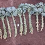 Quelle: Bundessortenamt 2019