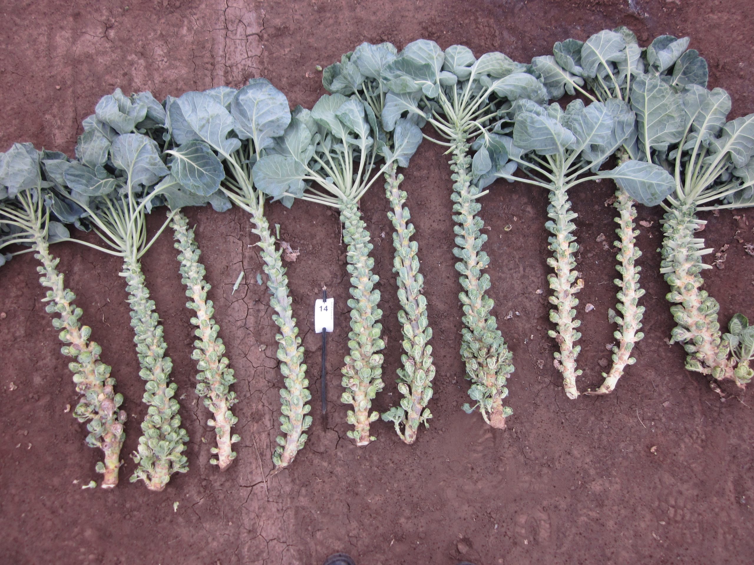 Quelle: Bundessortenamt 2019