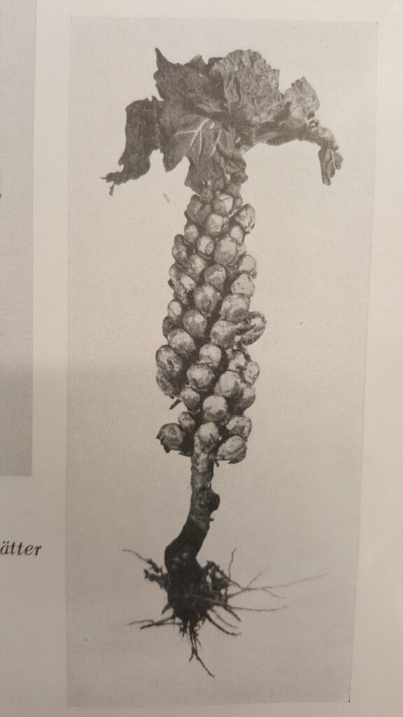 Quelle: Hahn, P./Schmidt, M.: Kohl- und Wurzelgemüse. Arten- und Sortenkunde. Berlin 1951.