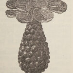 Quelle: Brueders, Otto: Erfolgreicher Gemüsebau im Hausgarten 1927.