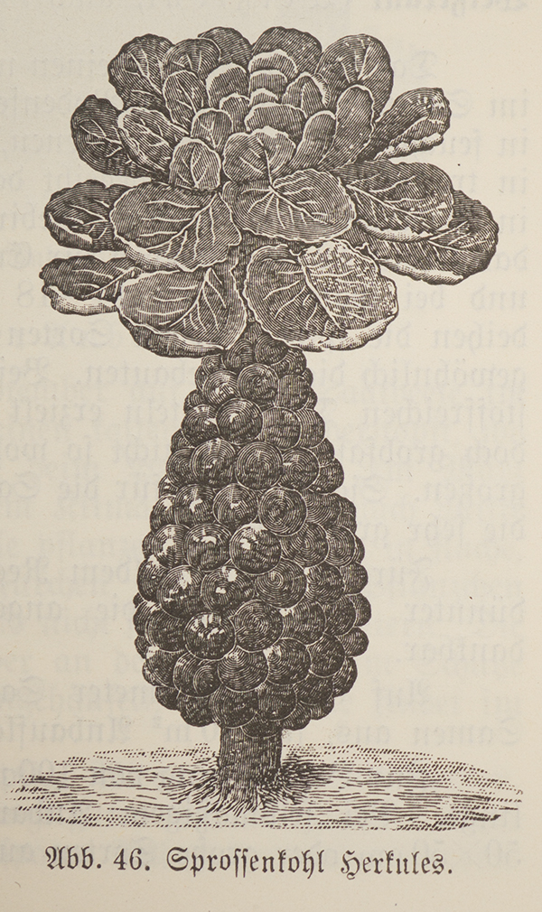 Quelle: Brueders, Otto: Erfolgreicher Gemüsebau im Hausgarten 1927.