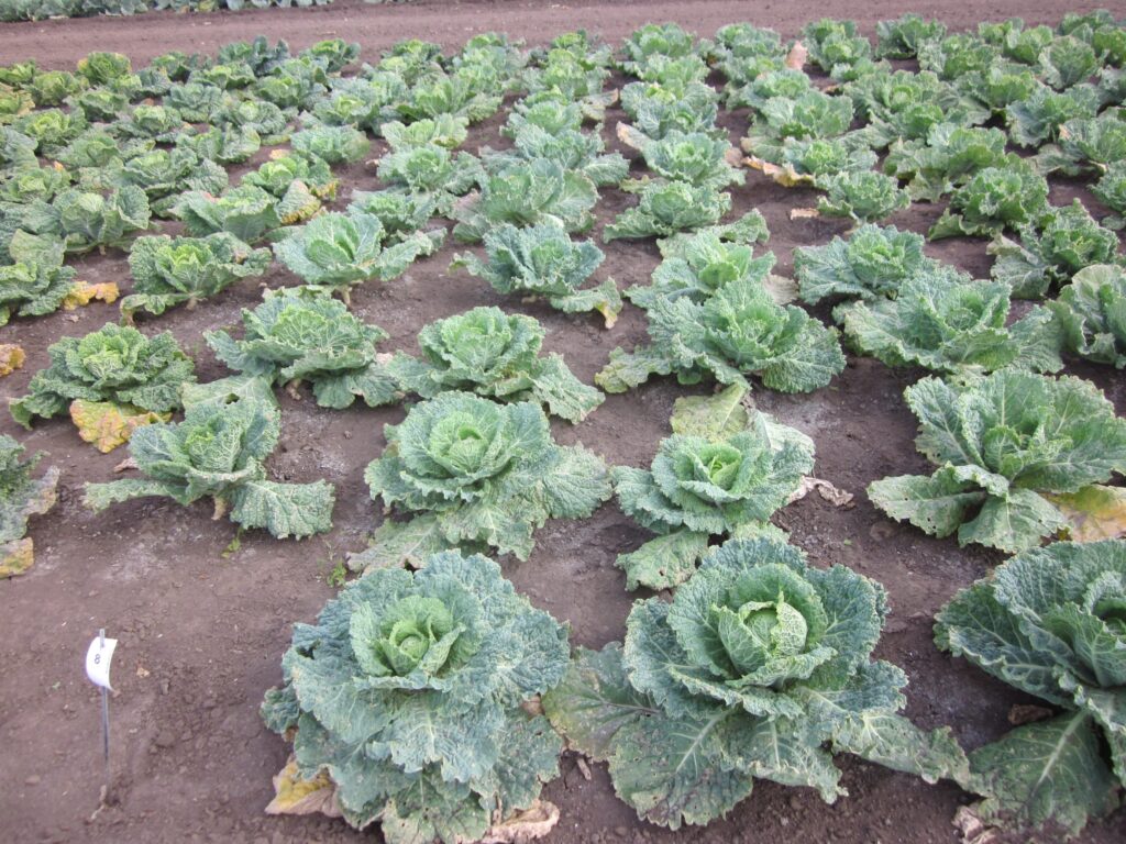 Quelle: Bundessortenamt 2019