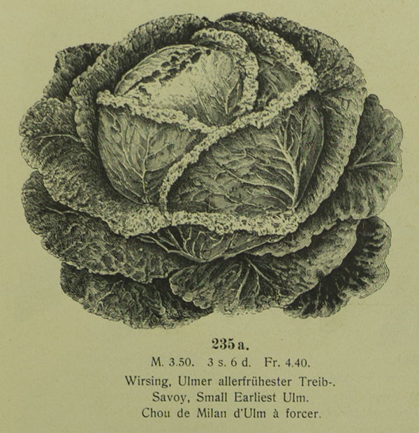 Quelle: Benary, Ernst: Illustrirtes Cliché Verzeichnis. Erfurt ohne Jahr.