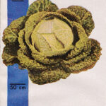 Quelle: Wertvolle Gemüsesorten in bunter Folge. Eine Sammlung farbiger Abbildungen von 160 Sorten, hrsg. v. Nürnberg Joh. Thom. Hofmann. Nürnberg 1932.