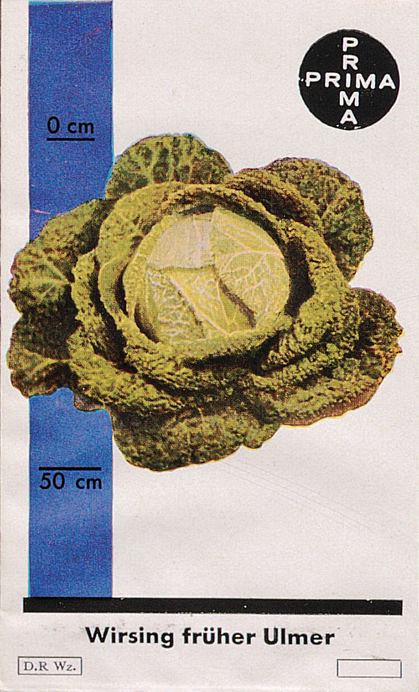 Quelle: Wertvolle Gemüsesorten in bunter Folge. Eine Sammlung farbiger Abbildungen von 160 Sorten, hrsg. v. Nürnberg Joh. Thom. Hofmann. Nürnberg 1932.