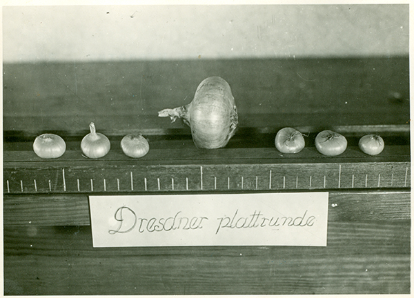 Quelle: Bibliothek des Leibniz-Institut für Gemüse- und Zierpflanzenbau Großbeeren (1948): Photo Archiv 1948/1949 