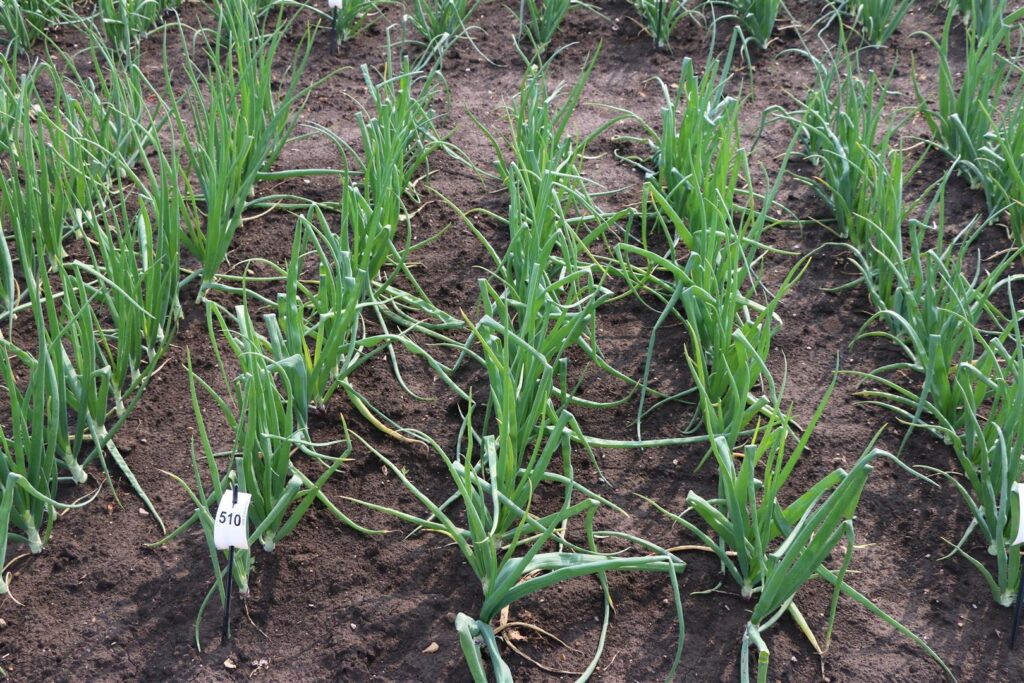 Quelle: Bundessortenamt 2020