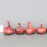 Quelle: Bundessortenamt 2020