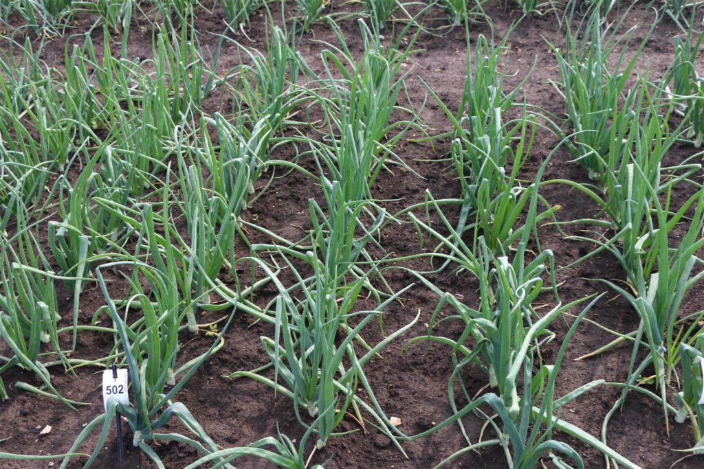 Quelle: Bundessortenamt 2019