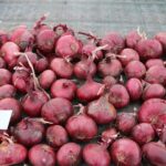 Quelle: Bundessortenamt 2020