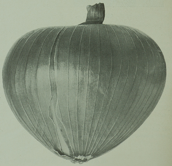 Quelle: Benary, Ernst: 1912-1913 Haupt-Samen-Verzeichniss. von Ernst Benary Samen-Handlung Erfurt 1912-1913