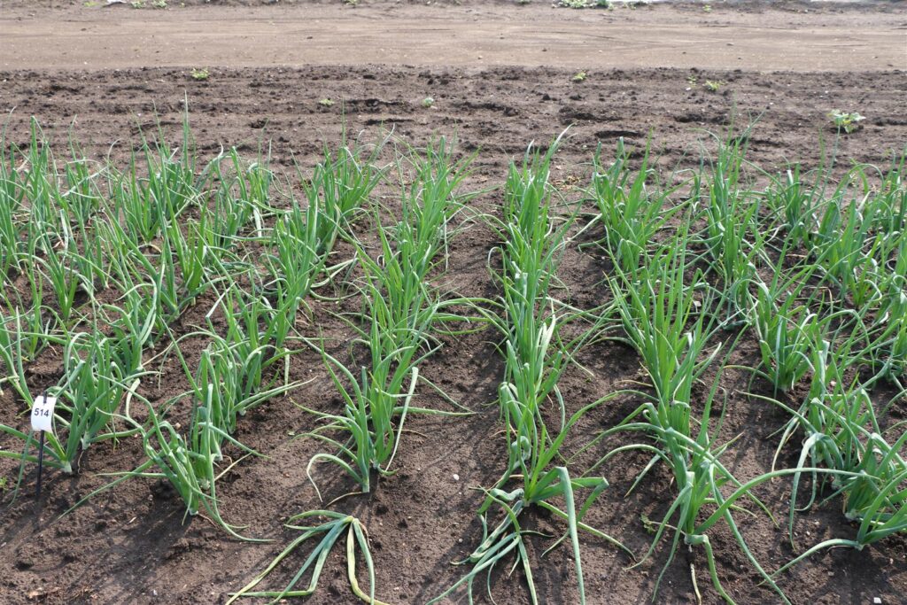 Quelle: Bundessortenamt 2019