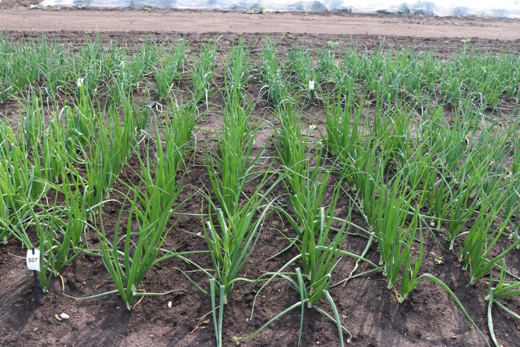 Quelle: Bundessortenamt 2020