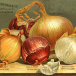 Quelle: Henry G. Gilbert Nursery and Seed Trade Catalog Collection.: Everything for the garden : 1904.