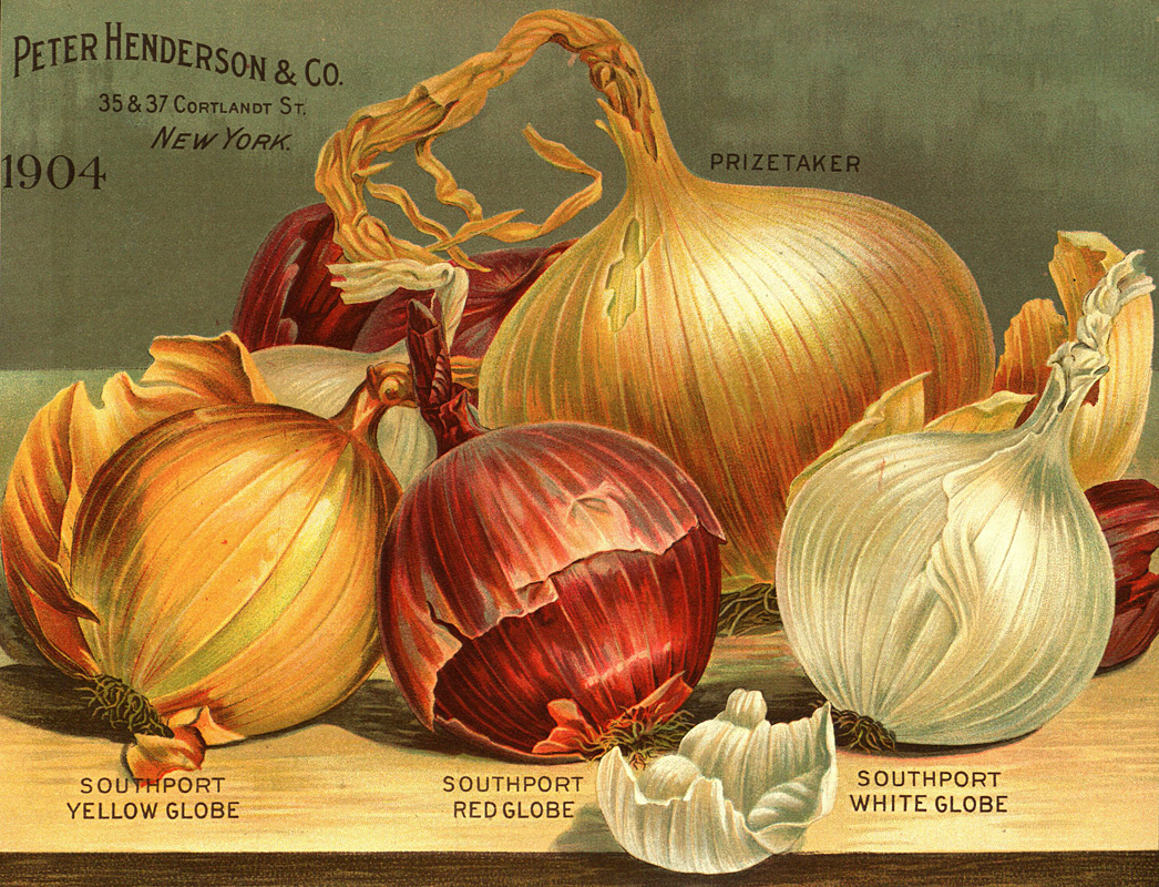 Quelle: Henry G. Gilbert Nursery and Seed Trade Catalog Collection.: Everything for the garden : 1904.