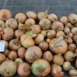 Quelle: Bundessortenamt 2020