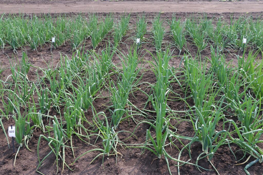 Quelle: Bundessortenamt 2020