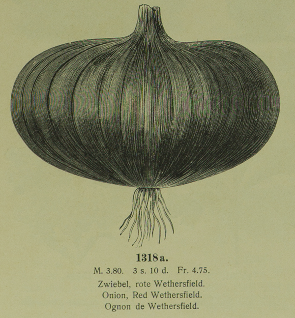 Quelle: Benary, Ernst: Illustrirtes Cliché Verzeichnis. Erfurt ohne Jahr.