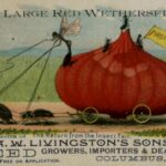 Quelle: A.W. Livingston's Sons Seed Growers, Importers, Dealers