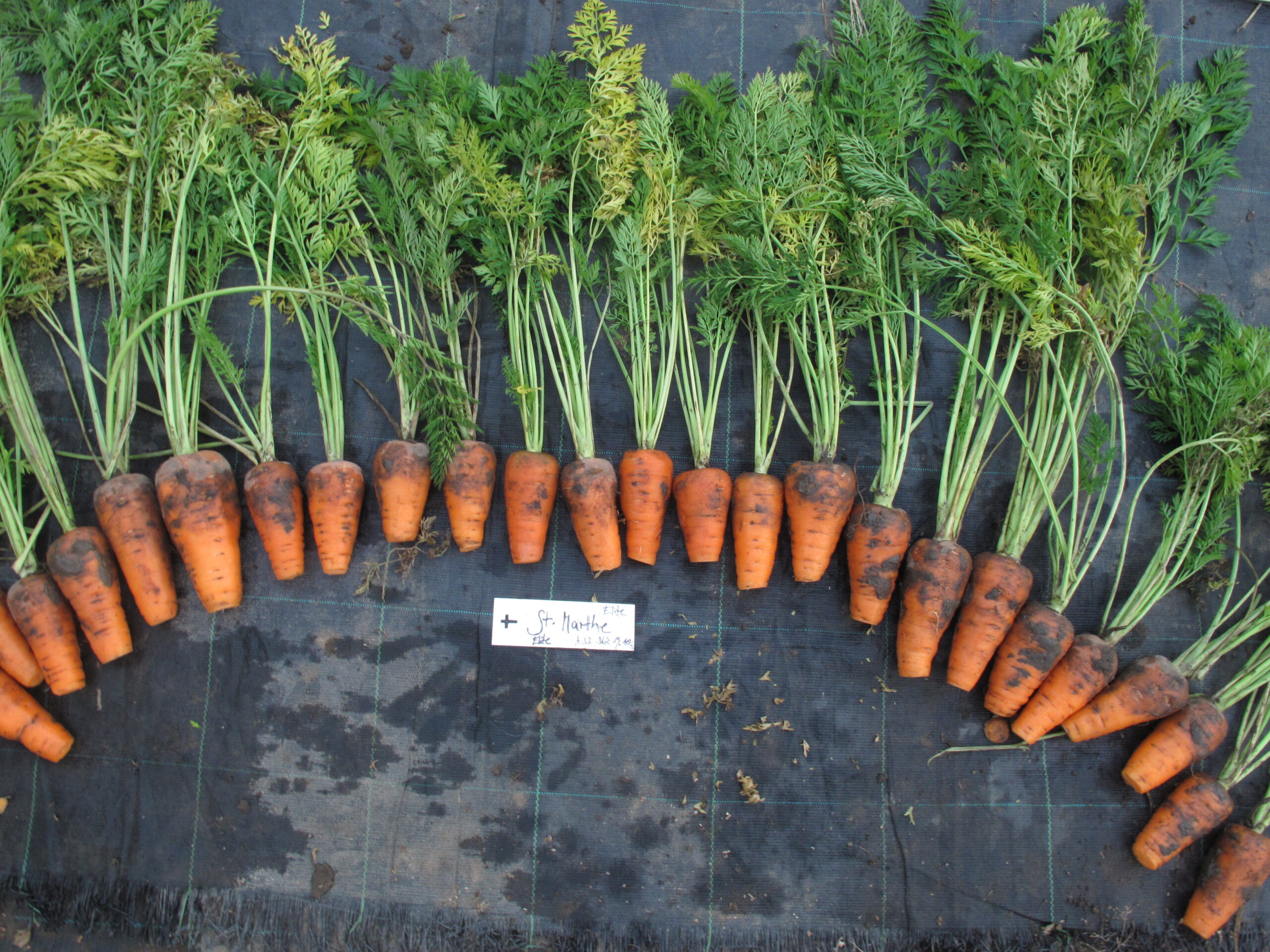 Möhren-Samenträger nach Geschmacksselektion