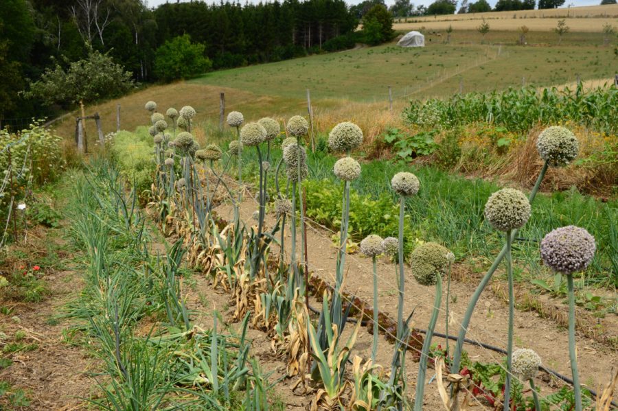 Acker © Landwirtschaftsbetrieb Johannishöhe