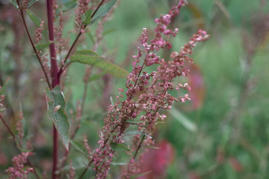 Samenträger Rote Gartenmelde © Sarah Trunk Fotografie